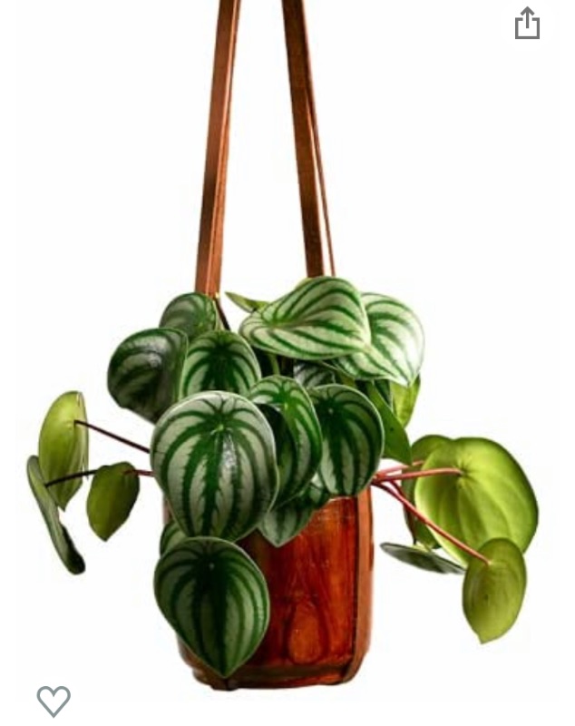 Photo 1 of Base roots Leather Plant Hanger | Hanging Planter for Indoor Plants, Cactus, & Succulents | Full Grain, Vegetable Tanned Leather Hanging Plant Holder (Brown - Cafe