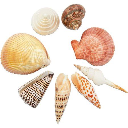 Photo 1 of 8 Pieces Seashells for Crafting Mix Ocean Shell Decorations Arts Supplies