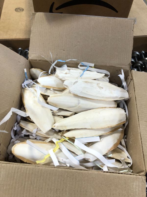 Photo 1 of 5lb Cuttlefish Bones pet molars Cuttlefish Bones Cuttlefish Bones 8-10cm