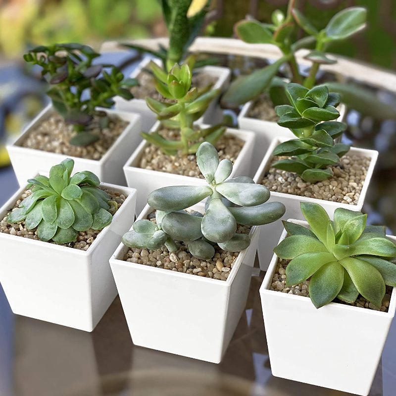 Photo 1 of 2-1/2 Inch White Plastic Square Design Succulent Plant Pot - Cactus Plant Pot - Pack of 8 pcs
