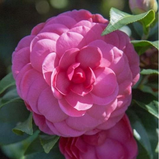 Photo 1 of 2 Gal. Early Wonder Camellia with Formal Pink Double Blooms
