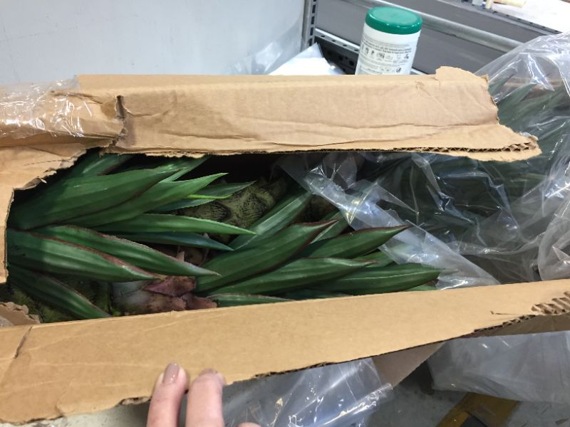 Photo 1 of 3.5' Agave Artificial Plant