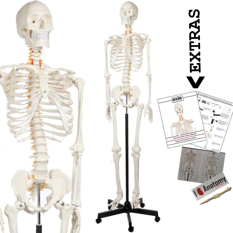 Photo 1 of **PARTS ONLY** Axis Scientific Human Skeleton Model Anatomy Bundle, 5' 6" Life Size Skeletal System, 206 Bones, Interactive Medical Replica Study Guide, Adjustable Rolling Stand, and Dust Cover
