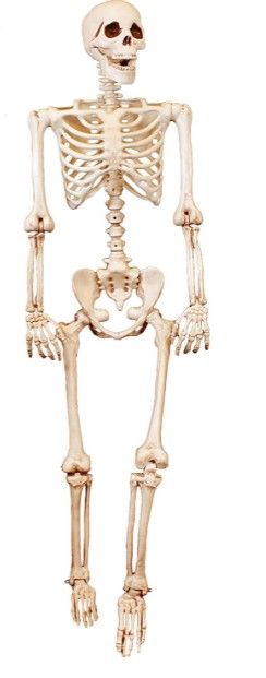 Photo 1 of 5 ft Pose-N-Stay Life Size Skeleton Full Body Realistic Human Bones with Posable Joints for Halloween Pose Skeleton Prop Decoration