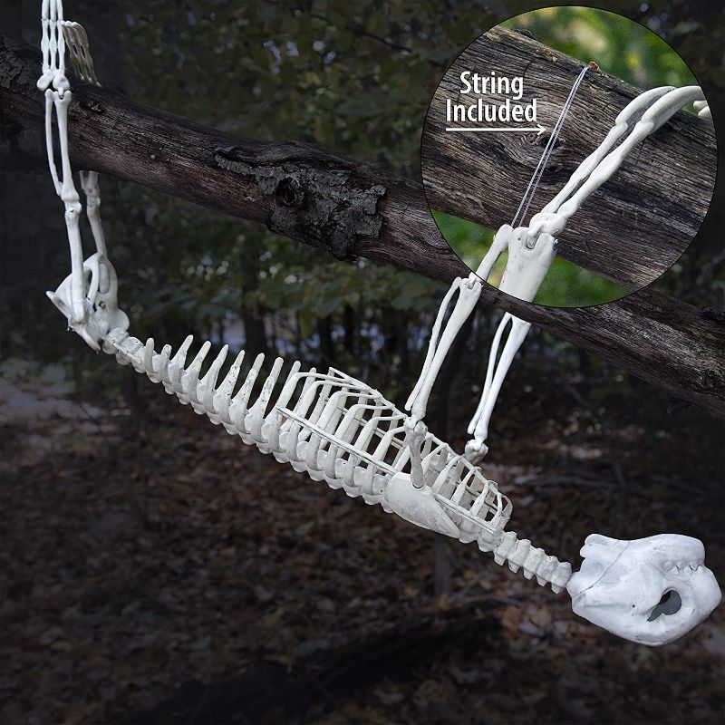Photo 1 of Halloween Sloth Skeleton (Giant 2 Ft Long) with Easy-to-Hang Limb Straps - Weather Resistant Yard, Lawn and Tree Animal Decoration w Movable Joints - Perfect for Party Decor and Indoor/Outdoor Use
