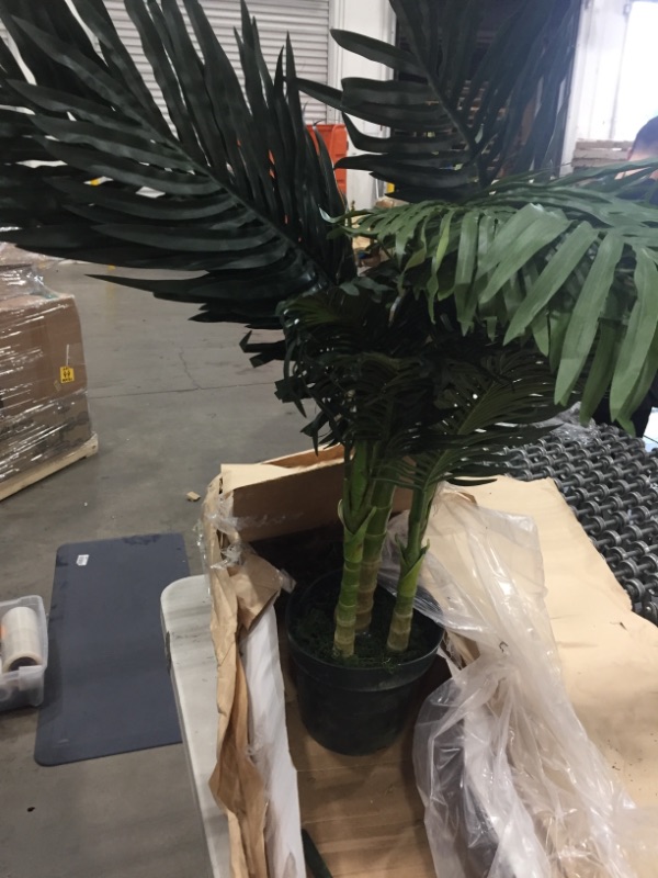 Photo 2 of 4 ft. Areca Silk Palm Tree
