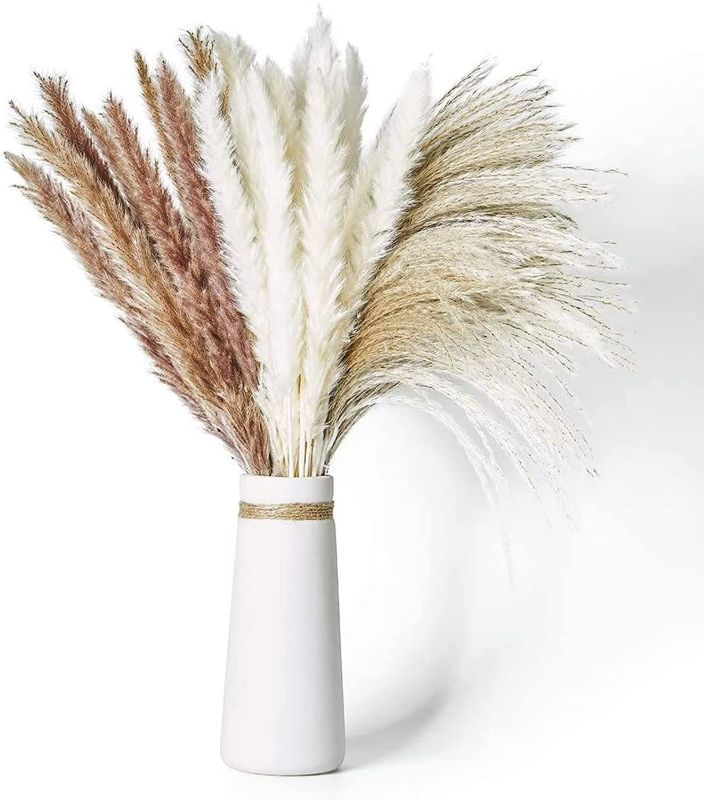 Photo 1 of 3 Pcs Natural Pampas Grass