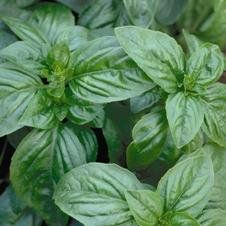 Photo 1 of **NONREFUNDABLE**BEST BY: 12/2022**
Seeds Of Change
SOC Basil Genovese
10PACK