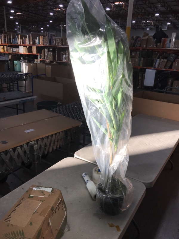 Photo 1 of Silk 6585 48 in. Dracaena Silk Plant - Real Touch -