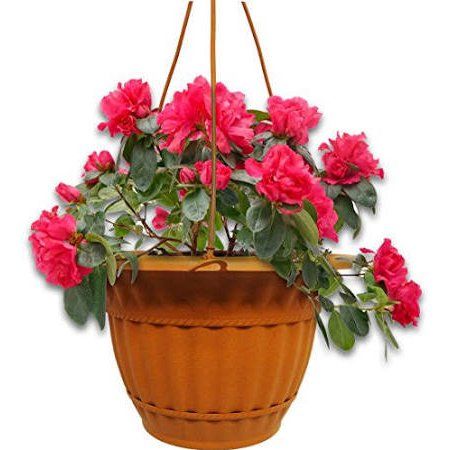 Photo 1 of 2 Pack 6in Milano Clay Flower Pot
