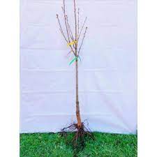 Photo 1 of 4-in-1 Pear Jubilee Tree Bare Root
