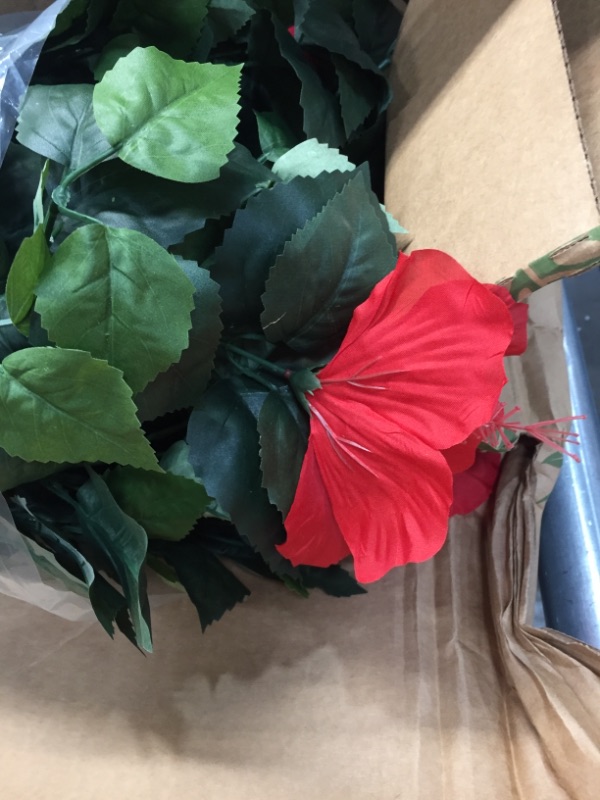 Photo 1 of 4 ft. Hibiscus Tree