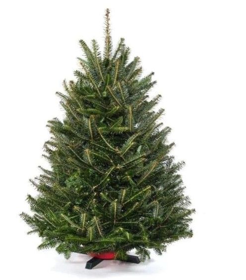 Photo 1 of 3.5 ft. to 4 ft. Freshly Cut Table Top Fraser Fir Christmas Tree with Stand
