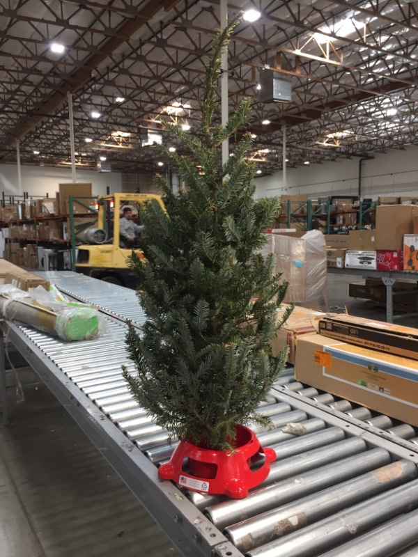 Photo 2 of 3.5 ft. to 4 ft. Freshly Cut Table Top Fraser Fir Christmas Tree with Stand
