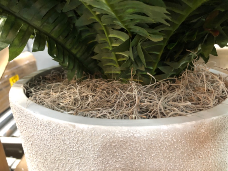 Photo 3 of 22" Boston Fern Artificial Plant in Sandstone Planter
