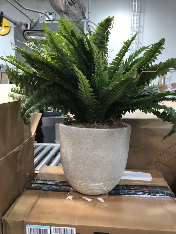 Photo 2 of 22" Boston Fern Artificial Plant in Sandstone Planter
