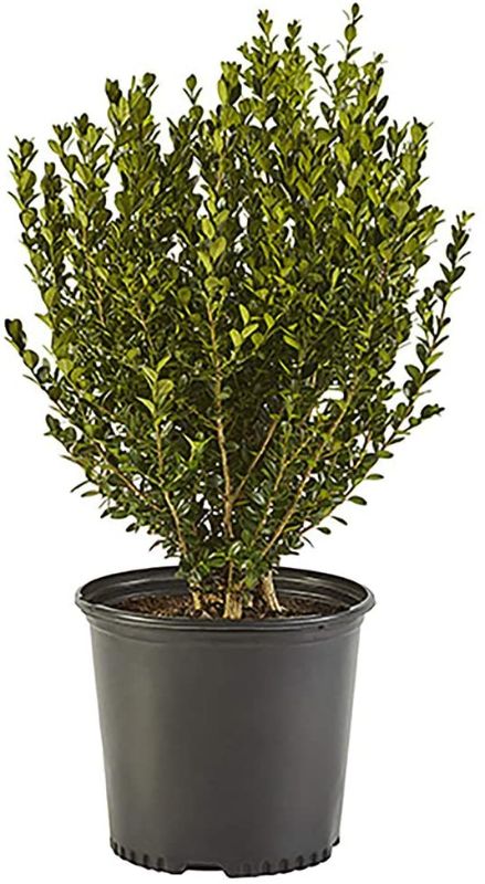 Photo 1 of 9.25 in. Pot - Green Pittosporum, Evergreen Shrub, Glossy Green Foliage