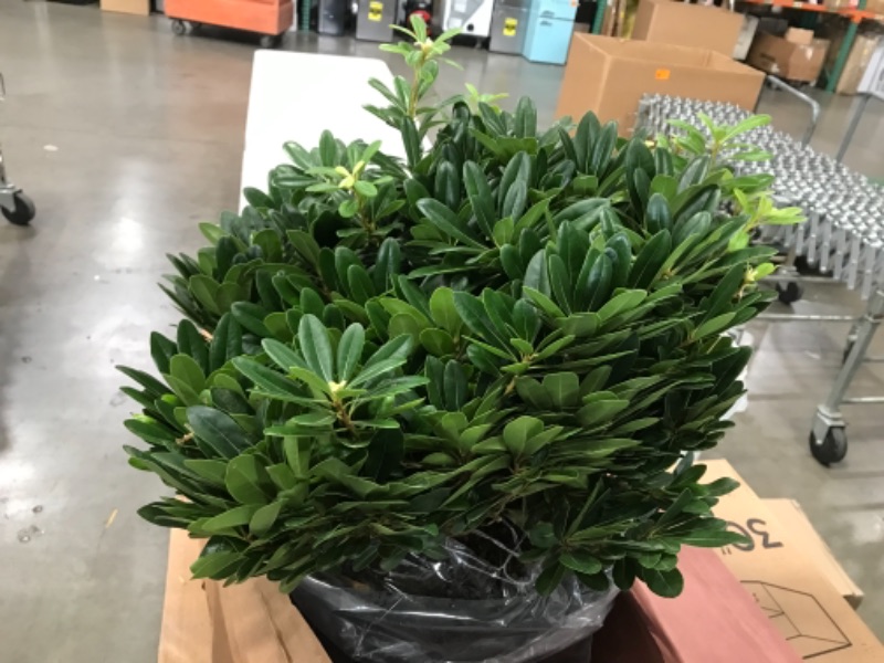 Photo 2 of 9.25 in. Pot - Green Pittosporum, Evergreen Shrub, Glossy Green Foliage