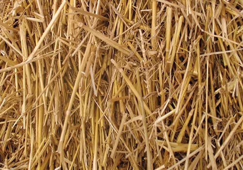 Photo 1 of 4 Pounds 100 Percent Natural Wheat Straw (4 lbs.)
