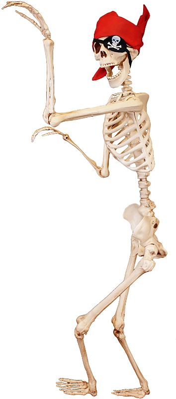 Photo 1 of 5 ft Pose-N-Stay Life Size Skeleton Full Body Realistic Human Bones with Posable Joints for Halloween Pose Skeleton Prop Decoration
