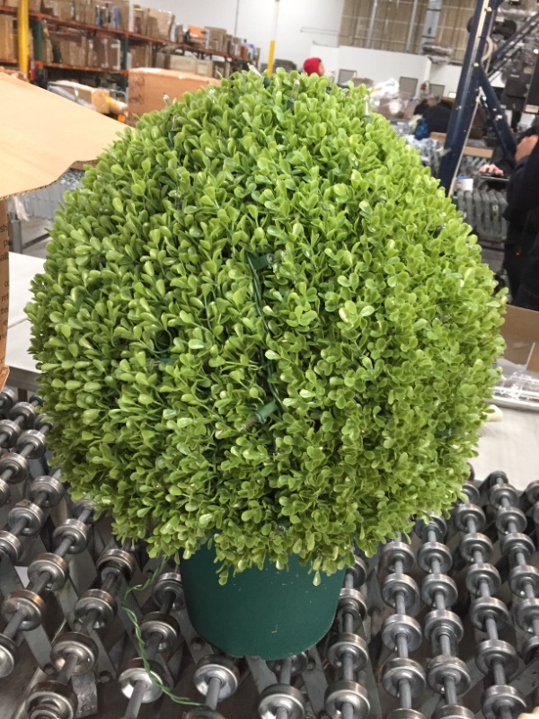 Photo 4 of 22" Mini Boxwood Ball Shaped Topiary Tree in Round Growers Pot with 70 Clear Lights
**HALF OF THE LIGHTS DO NOT TURN ON**