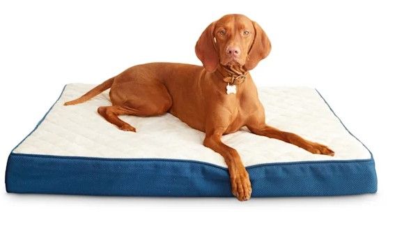 Photo 1 of *Stock photo for reference only*
33 x 23" Dog Bed Beige Blue