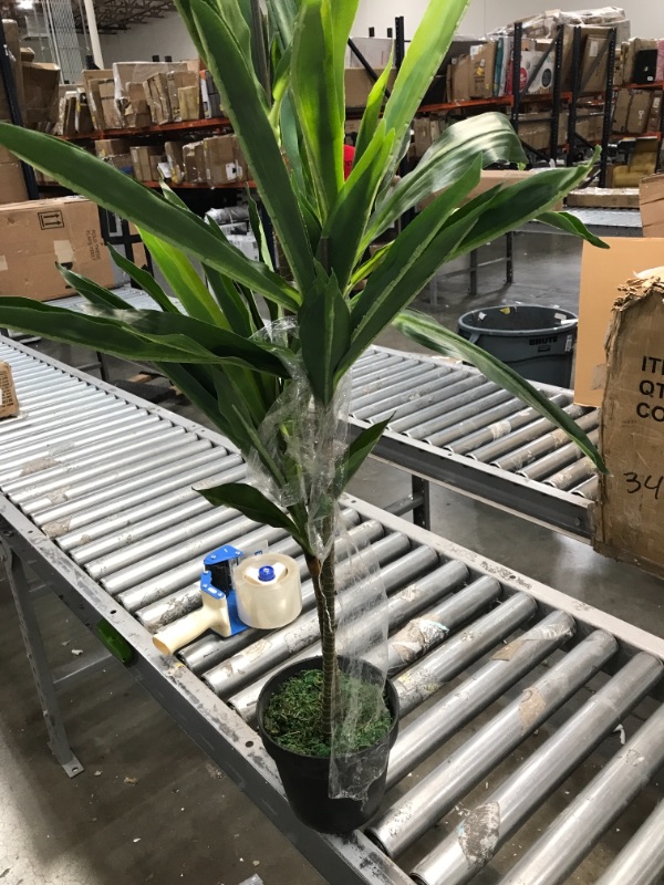 Photo 1 of 3.5ft Artificial Dracaena Silk Plant in Pot - Nearly Natural