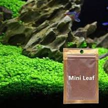 Photo 1 of  Aquarium Small Leaf Grass, Aquarium Water Grass for Fish Tank Decoration Creates Lush Green Carpet Plant