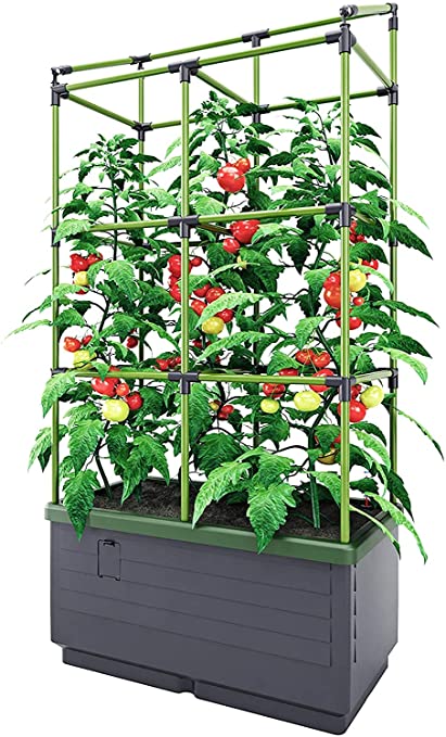 Photo 1 of City Jungle® Self-Watering Tomato Planter
