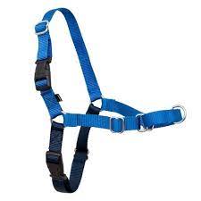 Photo 1 of PetSafe Easy Walk Dog Harness, Royal Blue/Navy, Medium