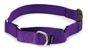 Photo 1 of PetSafe Martingale Collar with Quick Snap Buckle, Deep Purple MEDIUM