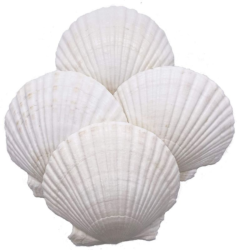 Photo 1 of Goldenvalueable Large Natural Baking Shells White Scallops 4Inches Set of 8