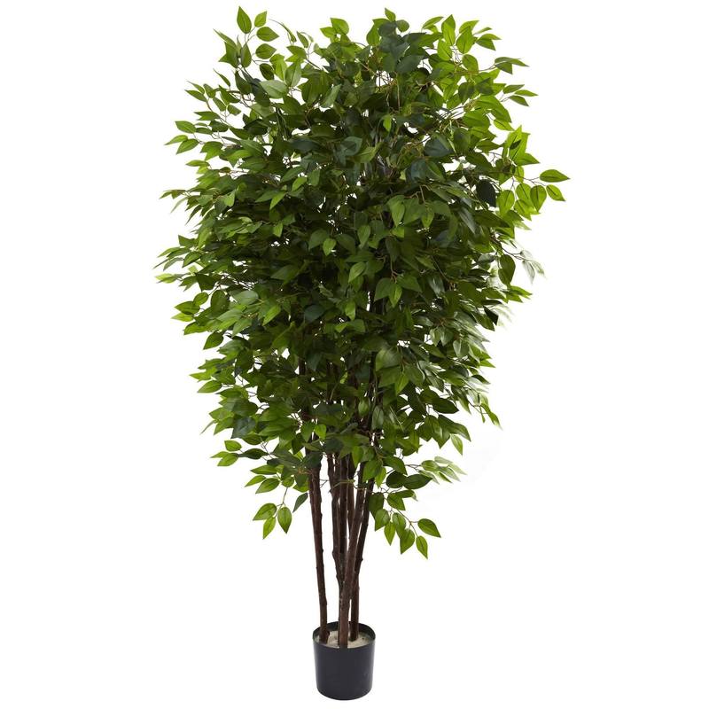 Photo 1 of 82'' Deluxe Ficus Tree