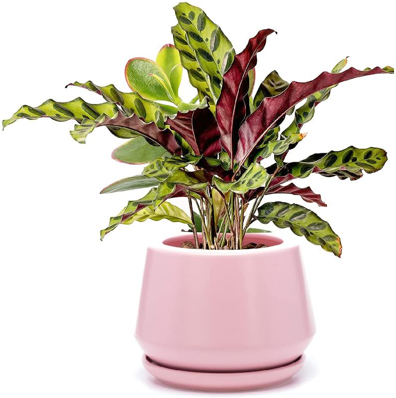 Photo 1 of EtooCafe Flower Plant Pot Indoor 6.5 inch Ceramic Garden Planter with Drain Hole Saucer Outdoor, Modern Succulents Containers Plant Not Included?Pink?
