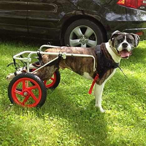 Photo 1 of Best Friend Mobility Large Dog Wheelchair
