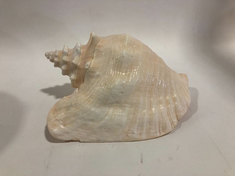 Photo 1 of 2 PACK DECORATIVE SEA SHELL