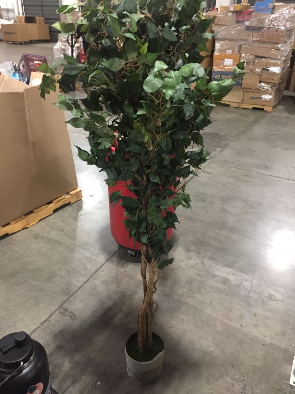 Photo 2 of Faux 7' Ficus Silk Tree 