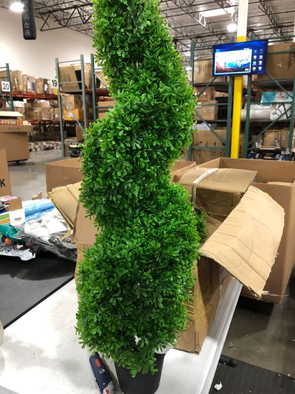 Photo 2 of Boxwood Topiary in Pot
