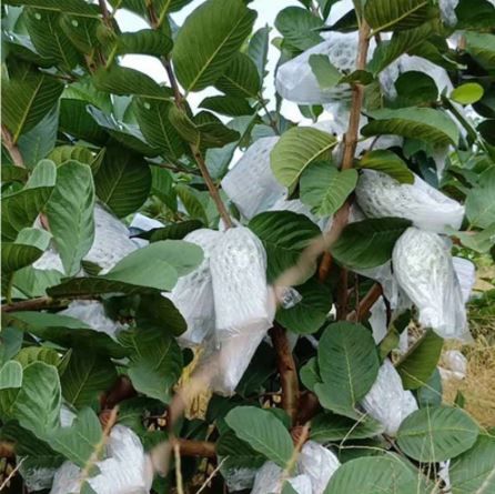 Photo 1 of 100Pcs Guava Protection Cover Grow Bag Anti-Bird Insect Net Bag Vegetable Fruit Protect Breeding Bag Prevent Fruit Tree