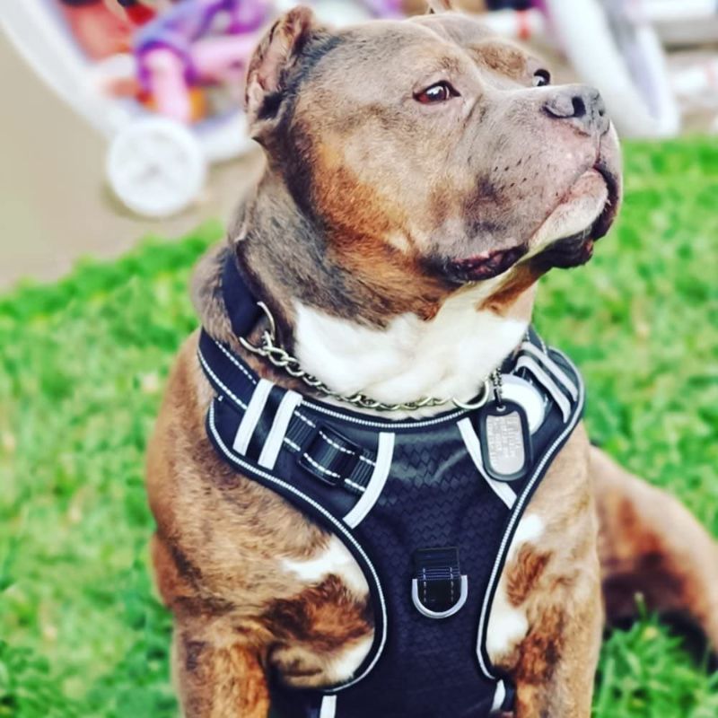 Photo 1 of Big Dog Harness No Pull Adjustable Pet Reflective Oxford Soft Vest for Large Dogs Easy Control Harness
