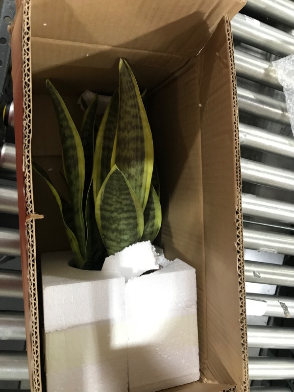 Photo 2 of Artificial Snake Plants, 17 inch Artificial Fake Sansevieria Plants for Home,Office Decor, Classical Pottery Basin
