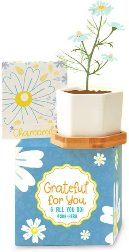 Photo 1 of Cheersville Matchbook Seed Set and Mini Ceramic Hexagon Modern Planter - Chamomile
