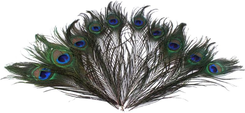 Photo 1 of  Natural Peacock Eye Feathers 