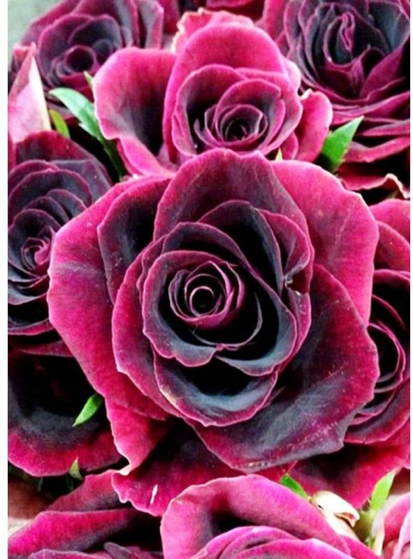 Photo 1 of 5D Full Drill Diamond Painting Kit,DIY Diamond Number Rhinestone Painting Kits Adults Embroidery Arts Craft Purple Rose 11.8X15.7in 1 Pack by Bemall
