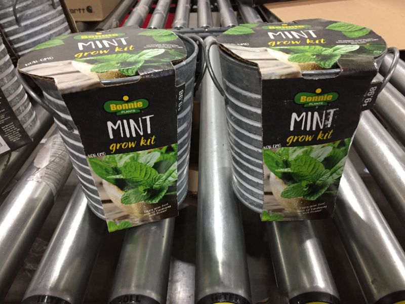 Photo 1 of bonnie plants mint 2 growing kits