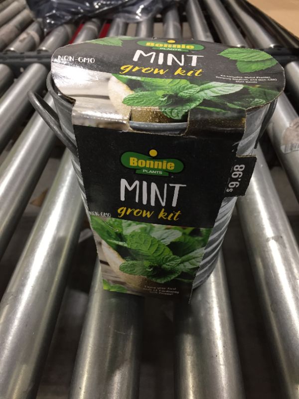 Photo 1 of bonnie plants mint growing kit