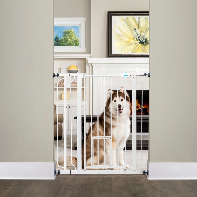 Photo 1 of Carlson 36"H Extra Tall Pet Gate with Small Pet Door (1824926)
