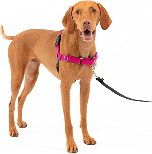 Photo 1 of PetSafe Easy Walk Dog Harness, No Pull Dog Harness, Raspberry/Gray, Medium