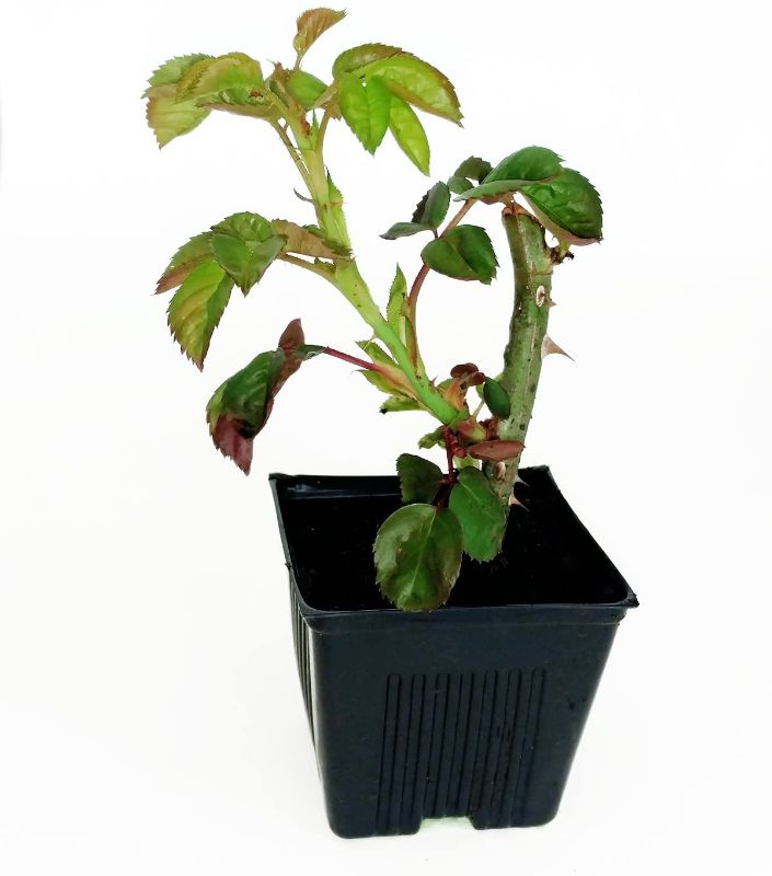 Photo 1 of 100 Qty -Dura pots 3 1/2" square x 3" deep Durable and reusable UV Resistant By dmarketline
