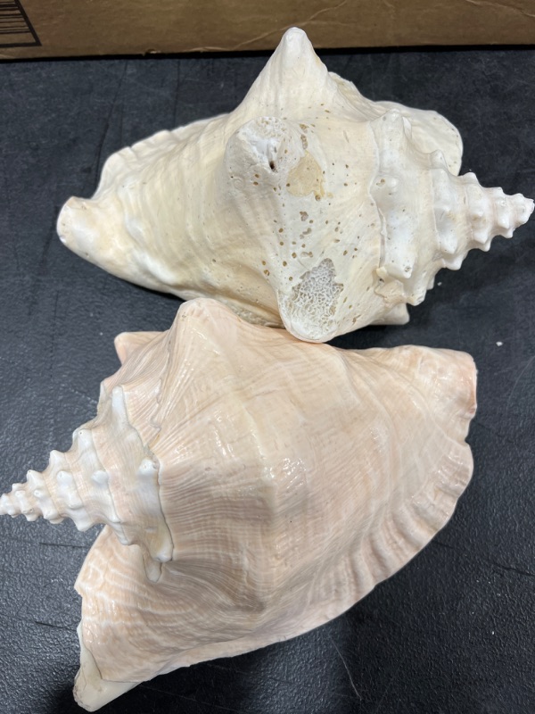 Photo 2 of DECORATIVE SEA SHELL 2 PACK 